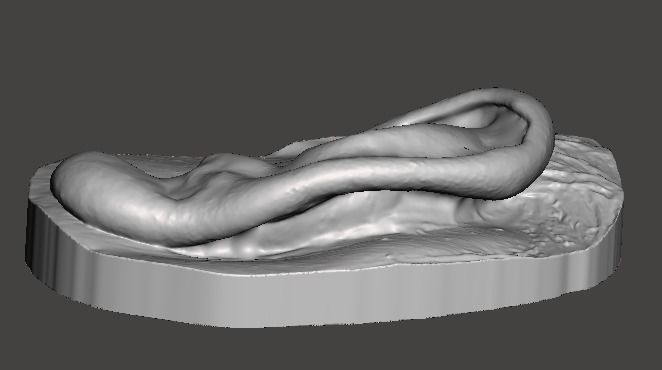 Natural human ear anatomy left side 3D print model_2