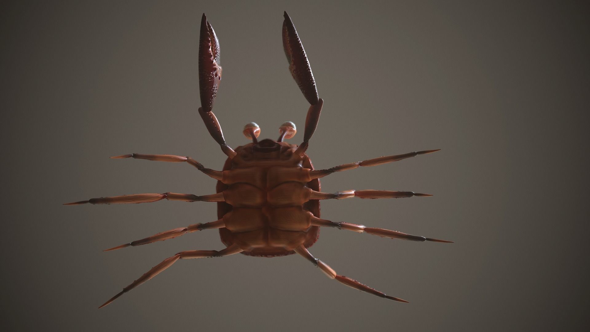 Crab Rigged Low-poly 3D model_10