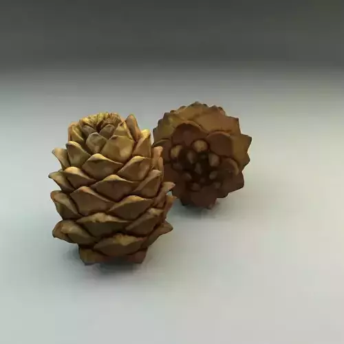 Pinecone two pine cones 3D model