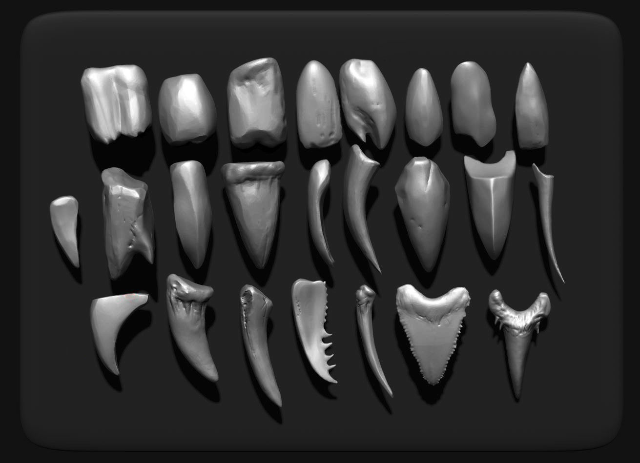 TEETH - Zbrush 24 Assorted Teeth IMM Brush plus OBJs 3D model_2