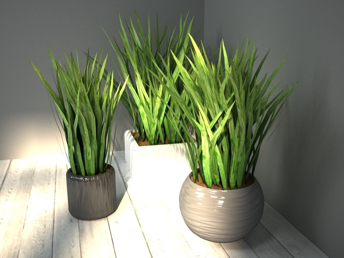grass in pot 3D model_3