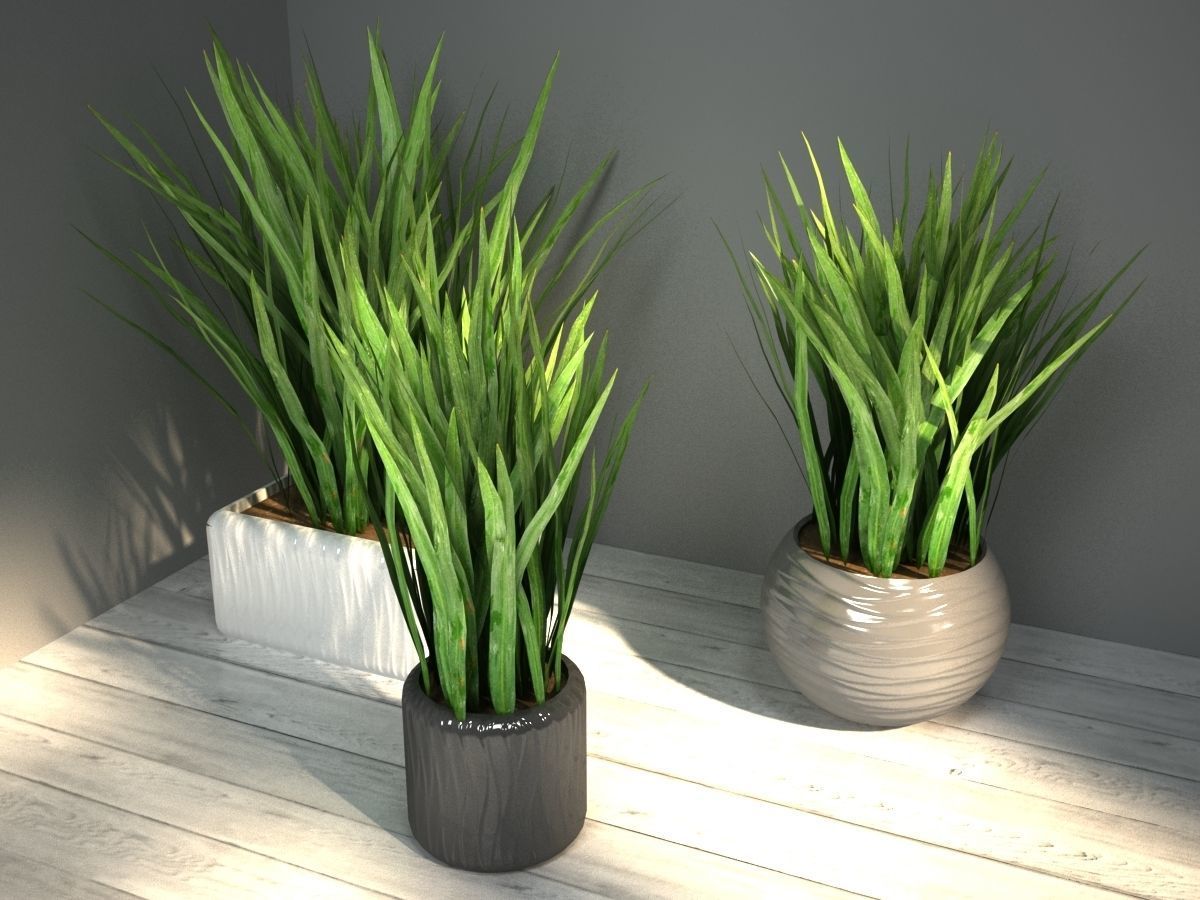 grass in pot 3D model_1