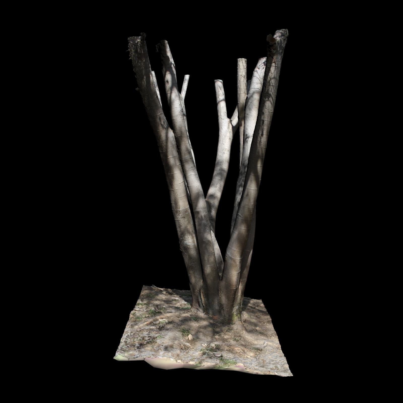Big Tree 3D model_5