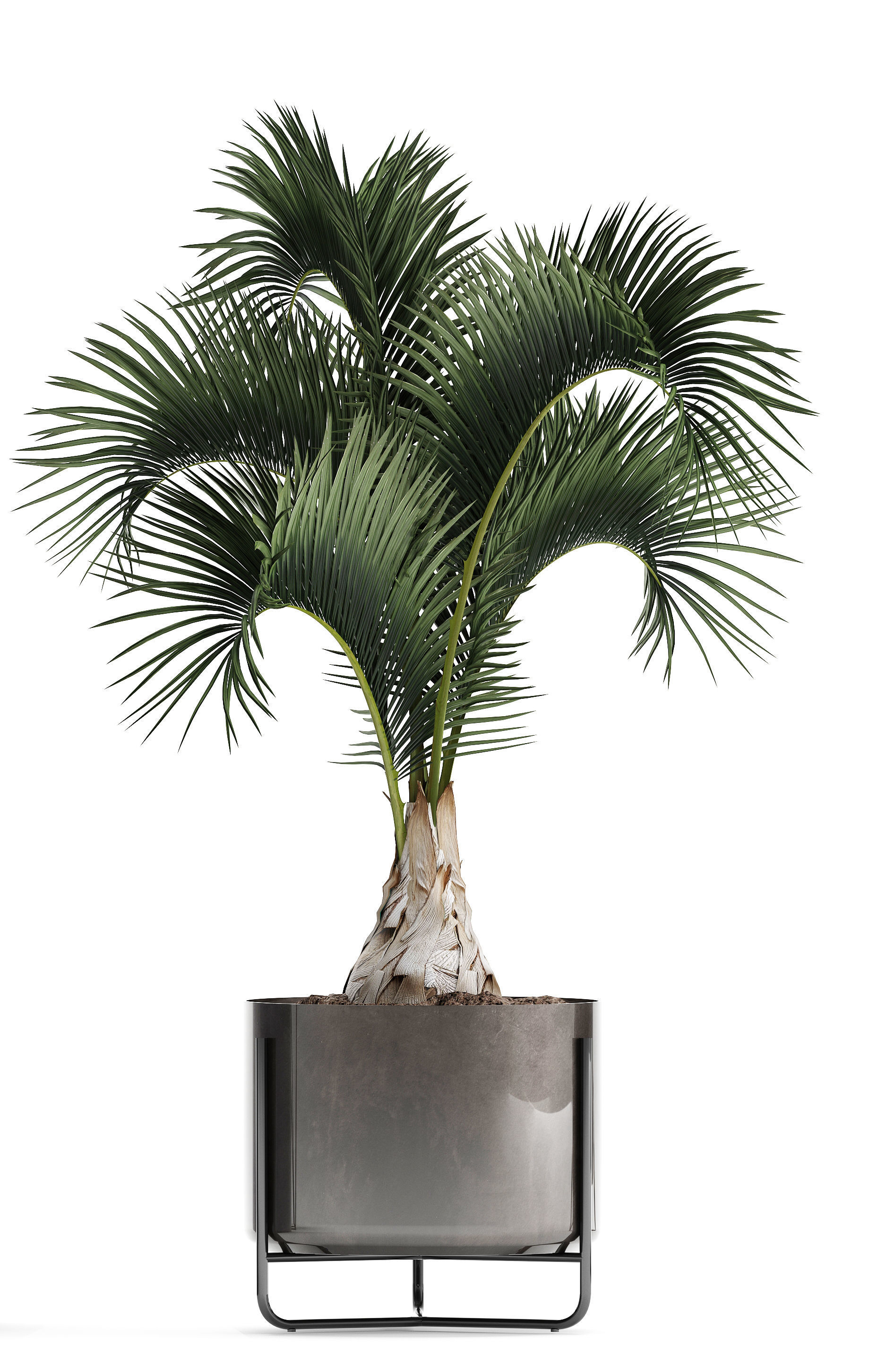 Collection of Exotic plants 3D model_8