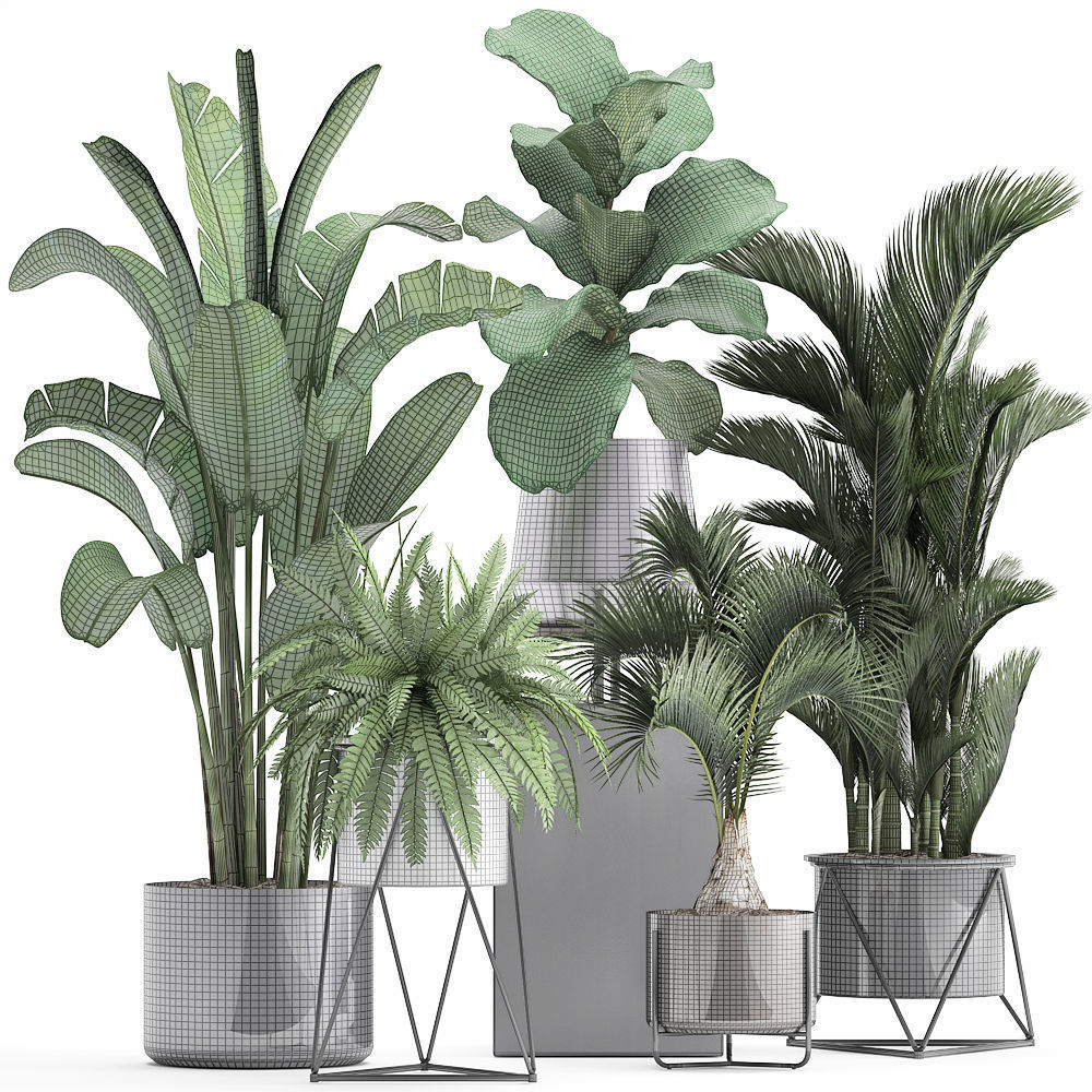 Collection of Exotic plants 3D model_10
