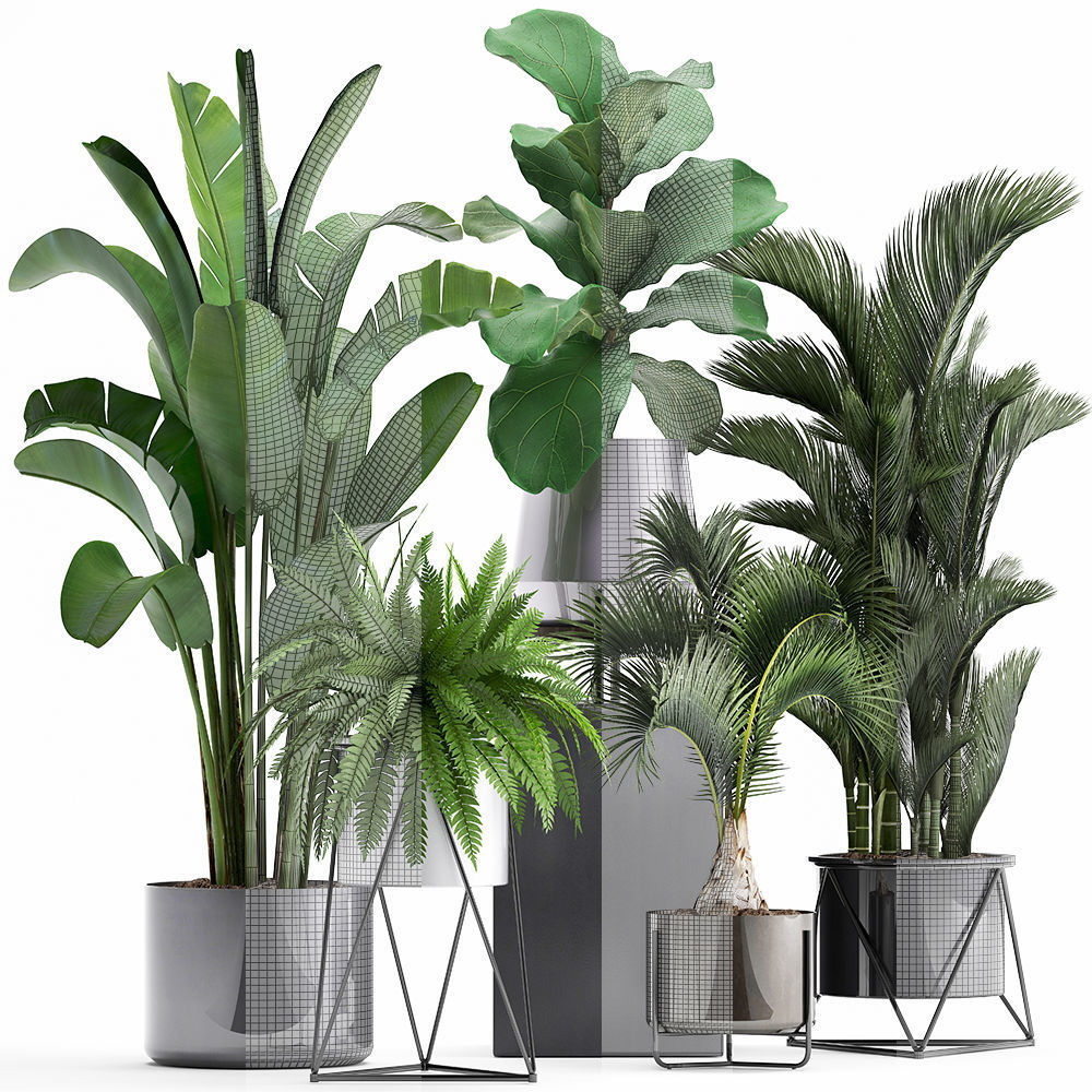Collection of Exotic plants 3D model_11