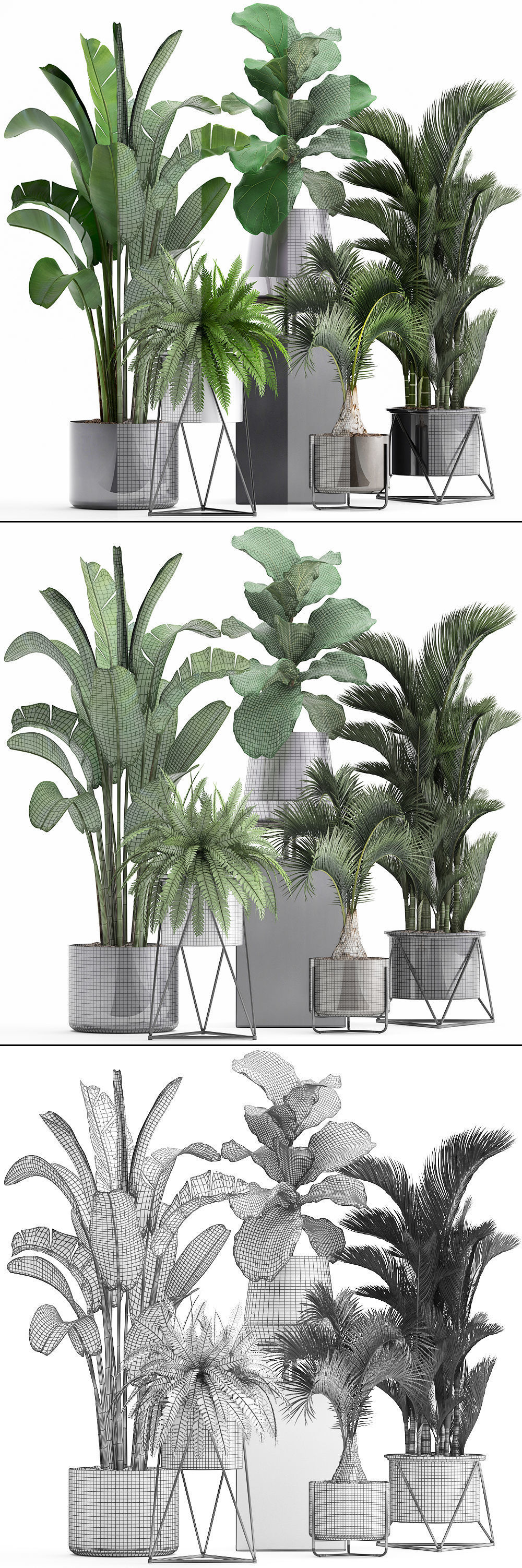 Collection of Exotic plants 3D model_12