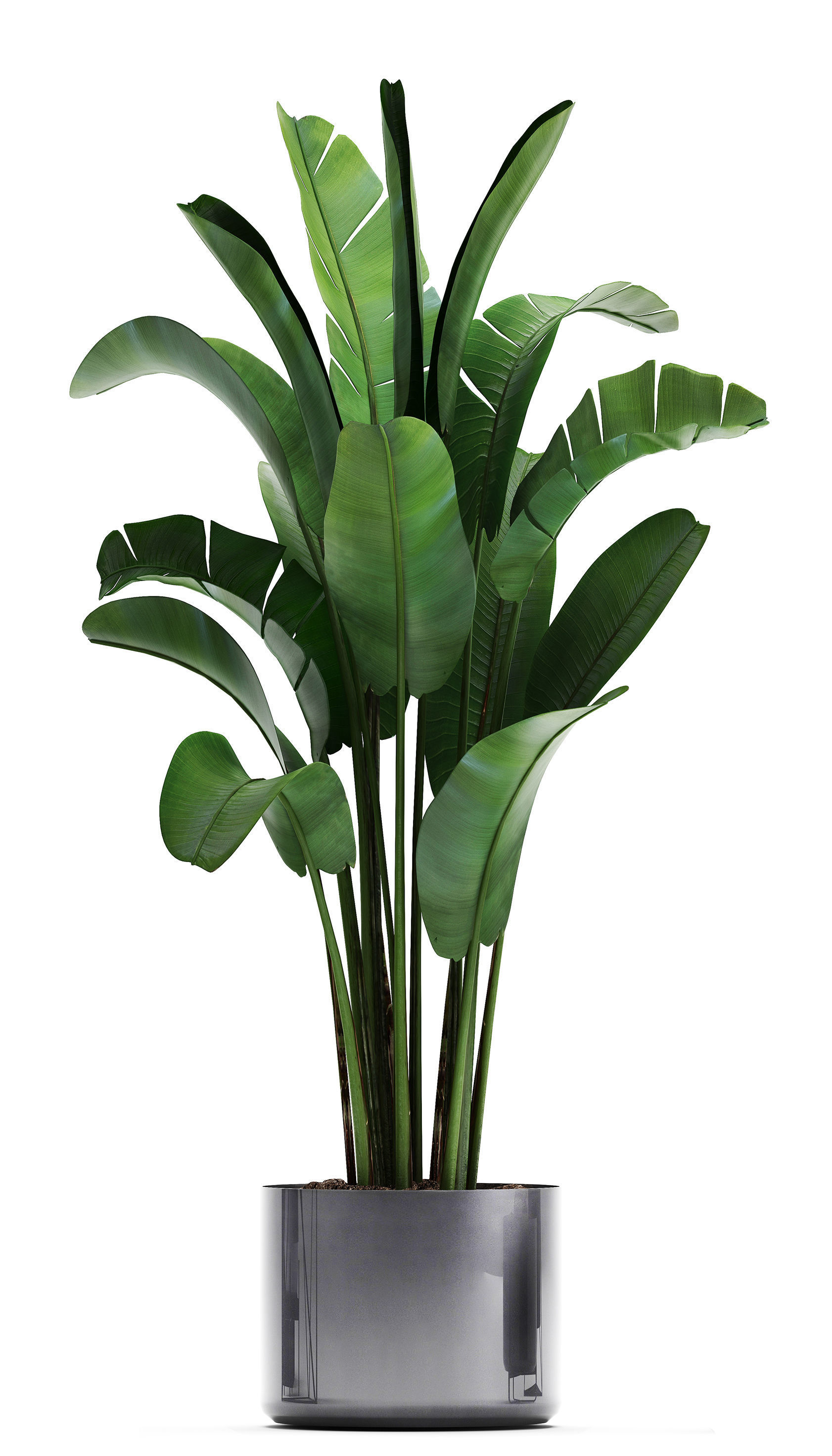 Collection of Exotic plants 3D model_7