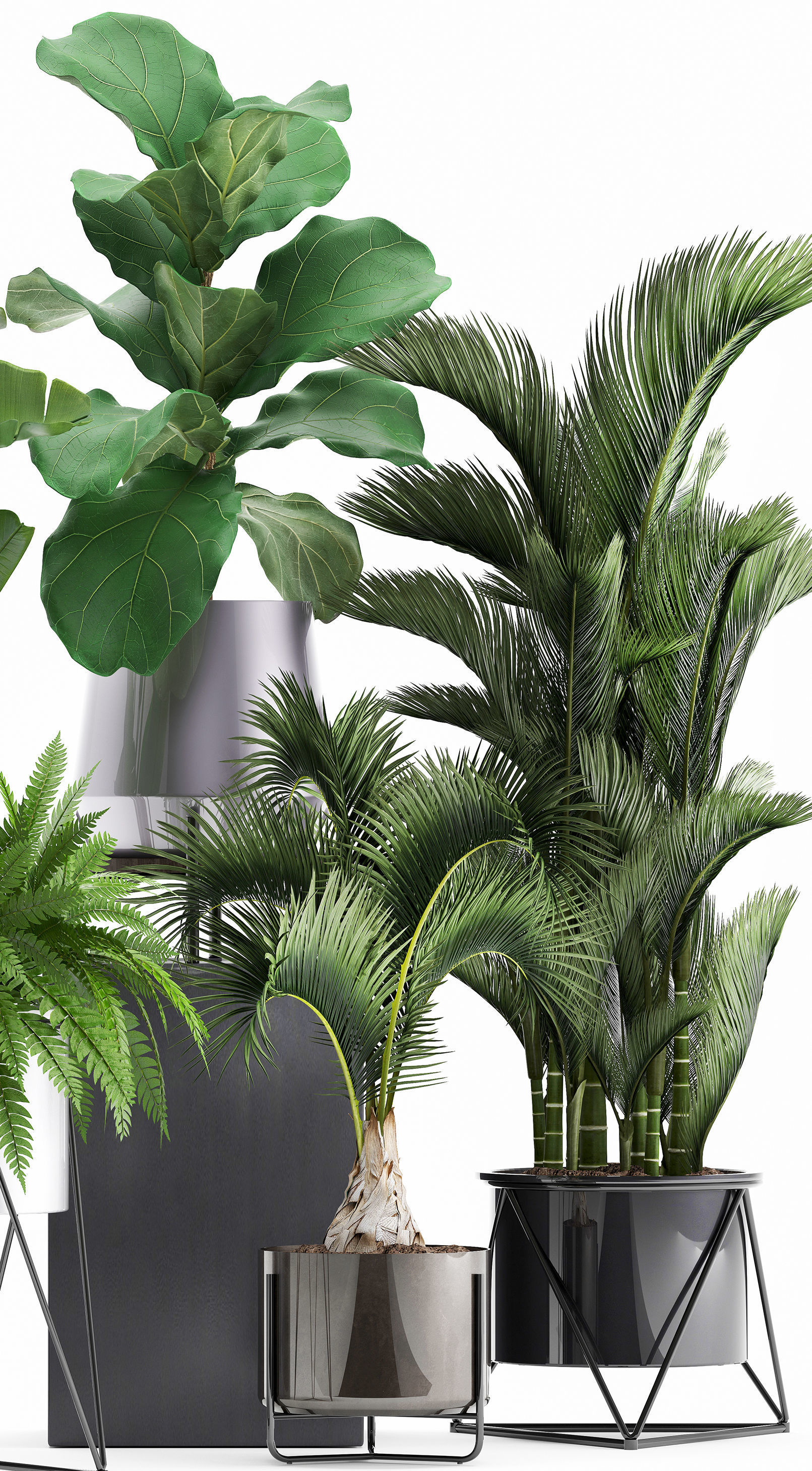 Collection of Exotic plants 3D model_3