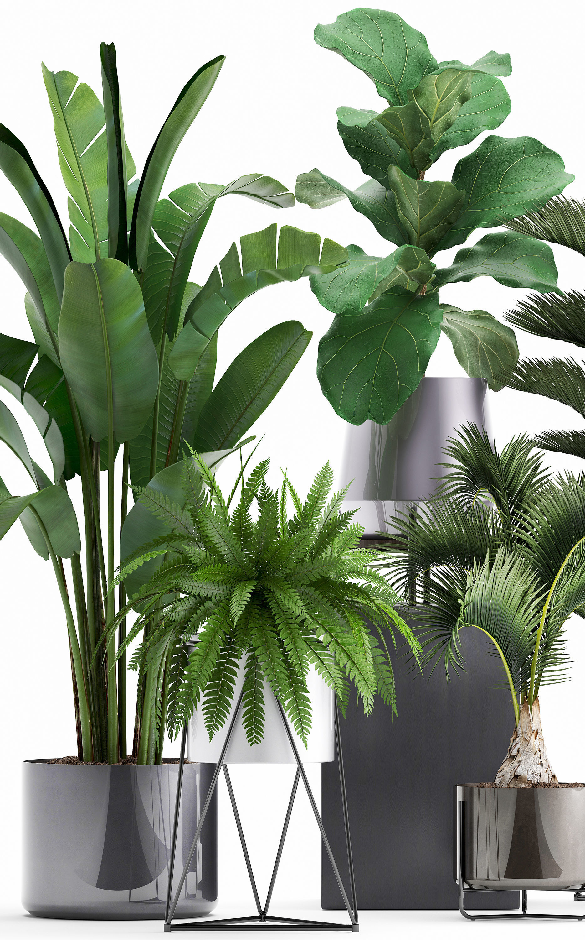 Collection of Exotic plants 3D model_4