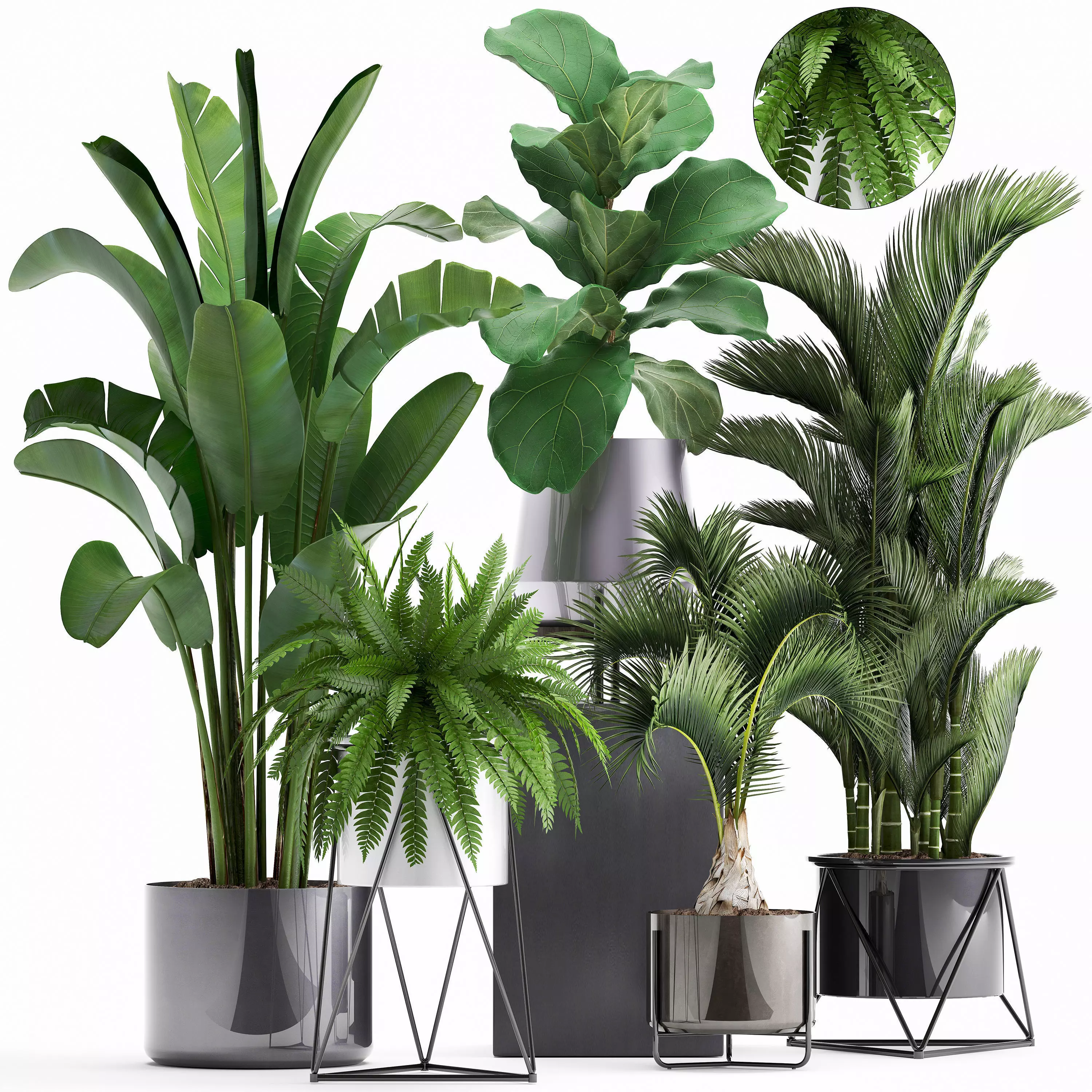 Collection of Exotic plants 3D model_0