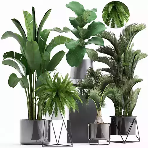 Collection of Exotic plants 3D model