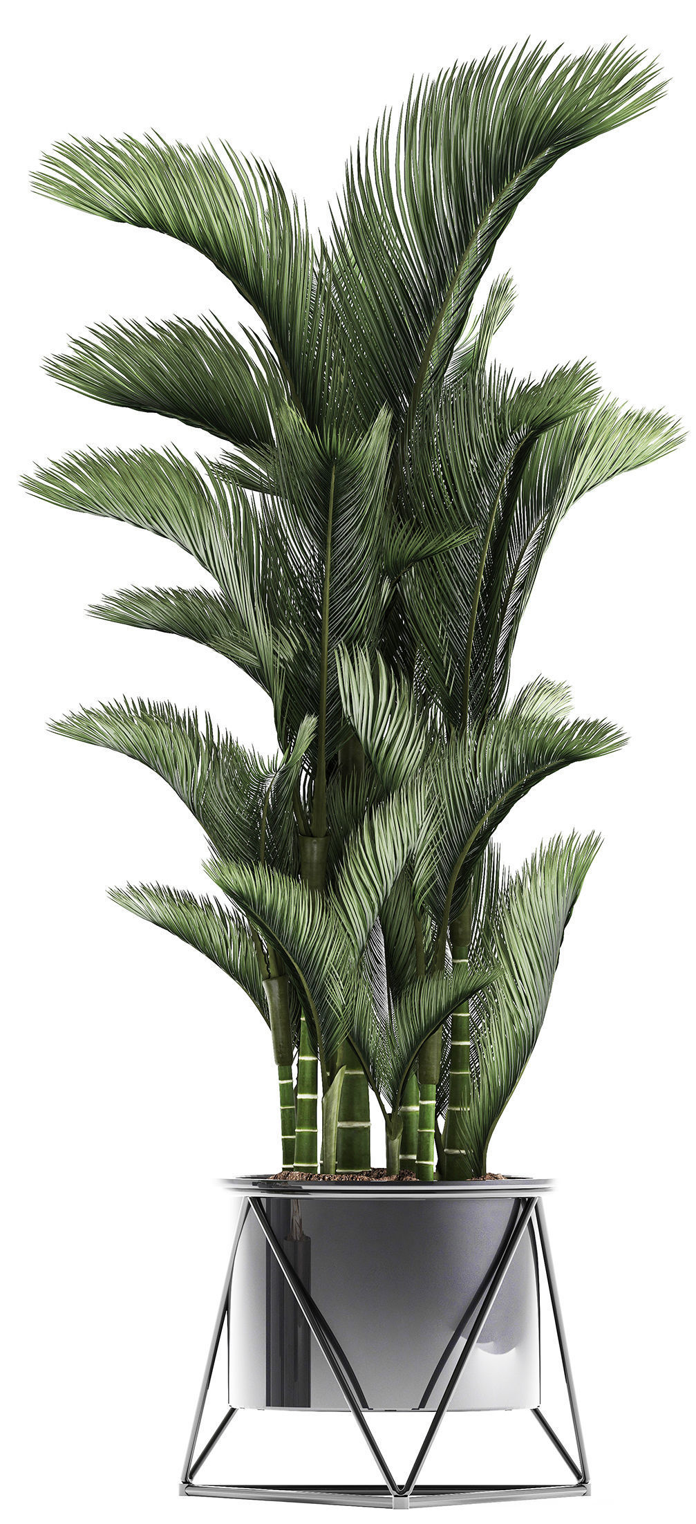 Collection of Exotic plants 3D model_14