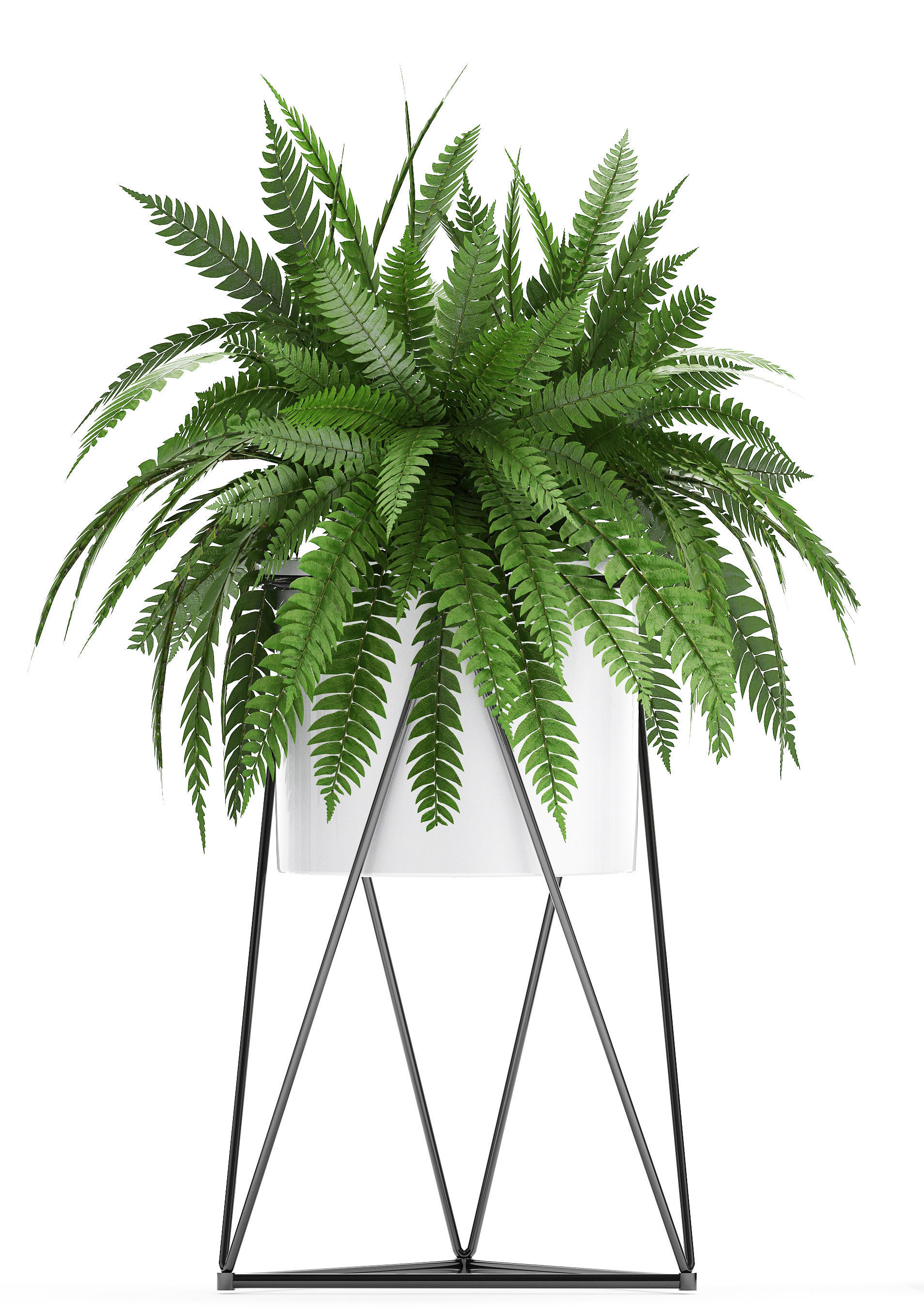 Collection of Exotic plants 3D model_6