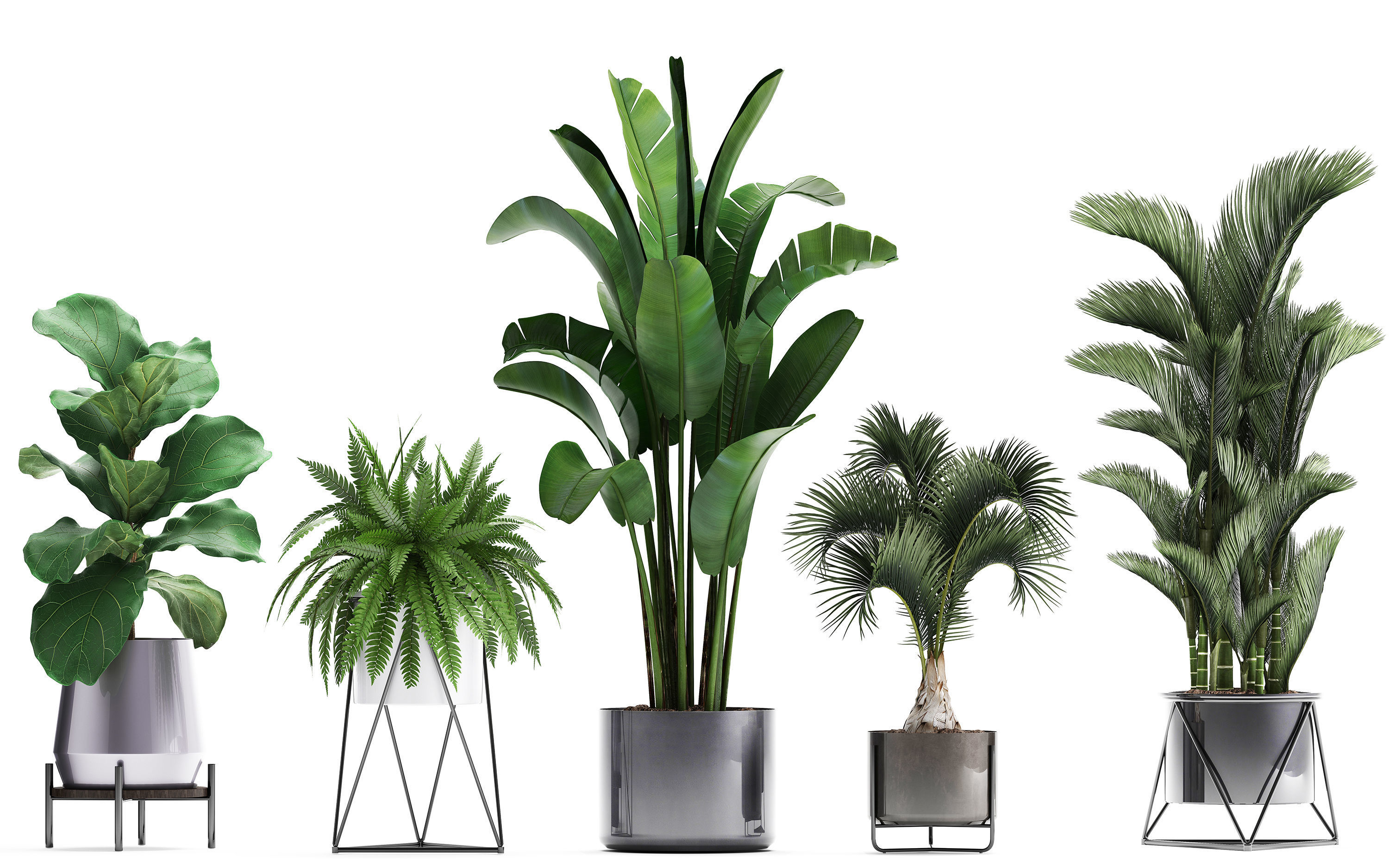 Collection of Exotic plants 3D model_13