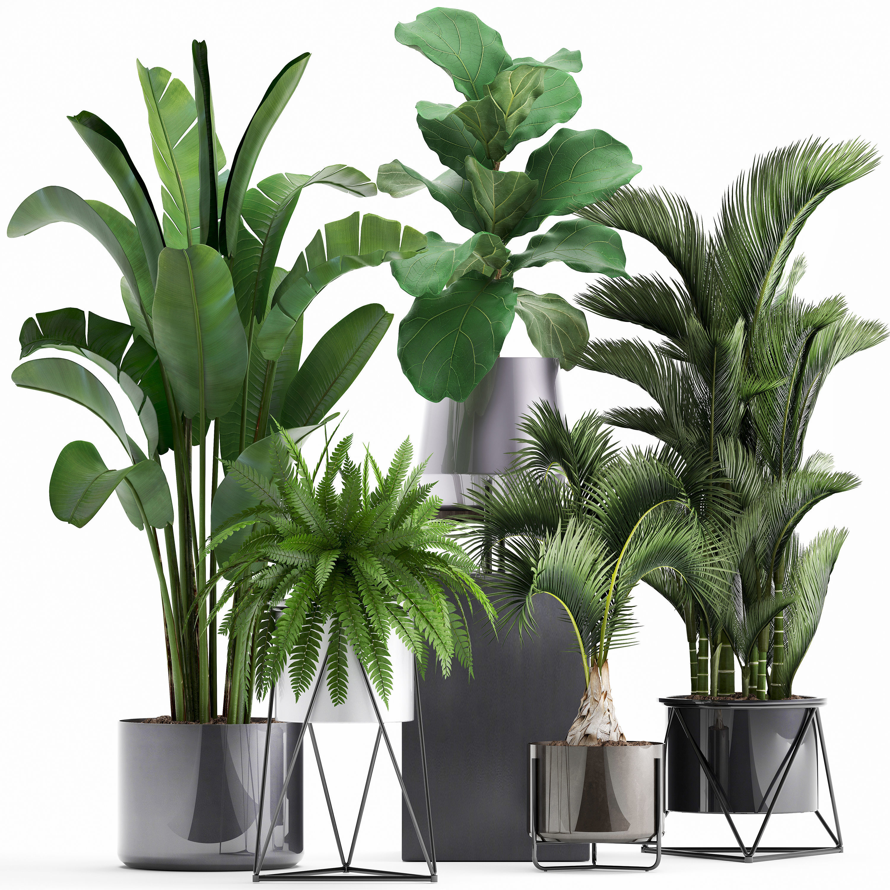 Collection of Exotic plants 3D model_1