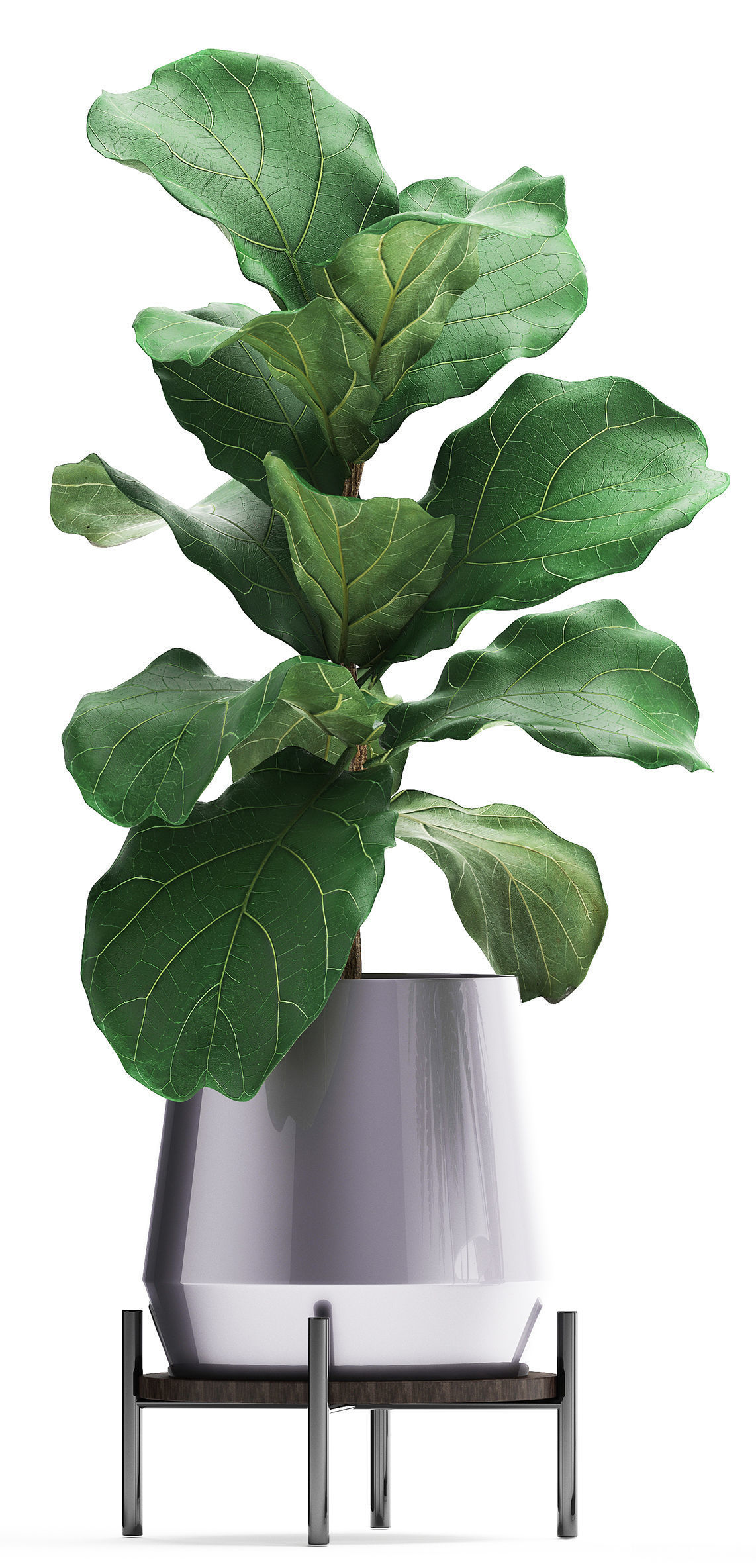 Collection of Exotic plants 3D model_5