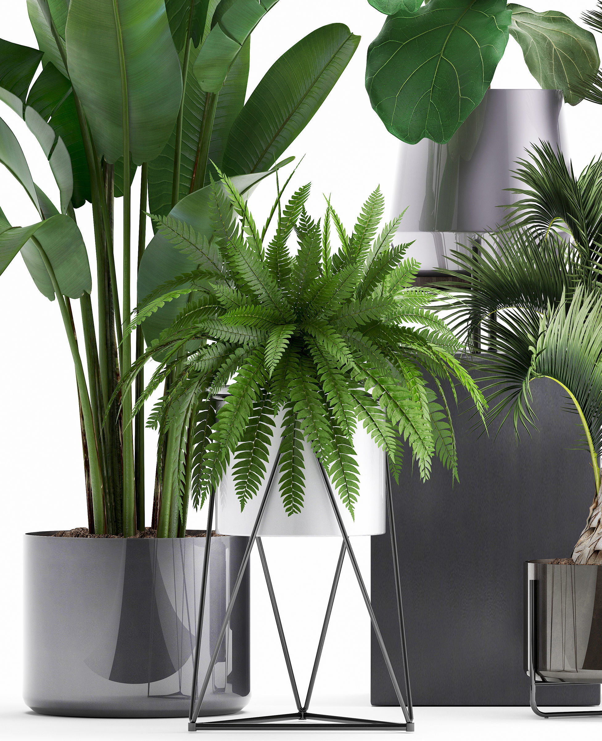 Collection of Exotic plants 3D model_2