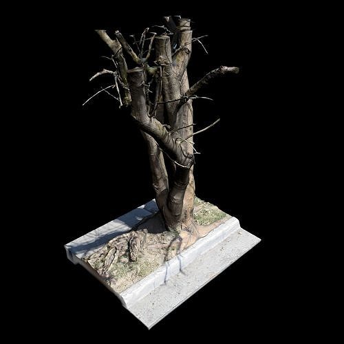 Big Tree 3D model