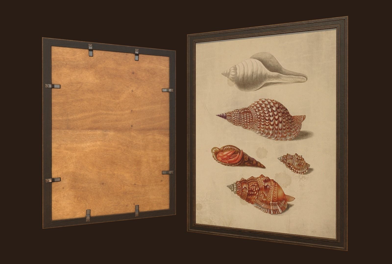 Pictures - PBR Game Ready sea shells in frame Free low-poly 3D model_5