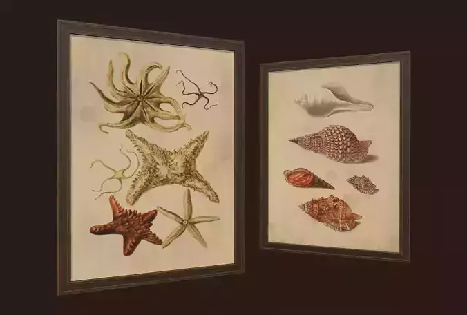 Pictures - PBR Game Ready sea shells in frame Free low-poly 3D model