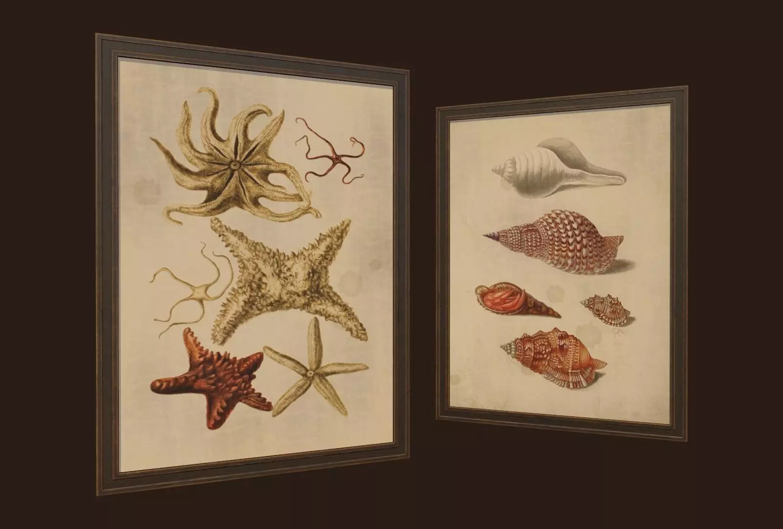Pictures - PBR Game Ready sea shells in frame Free low-poly 3D model_0