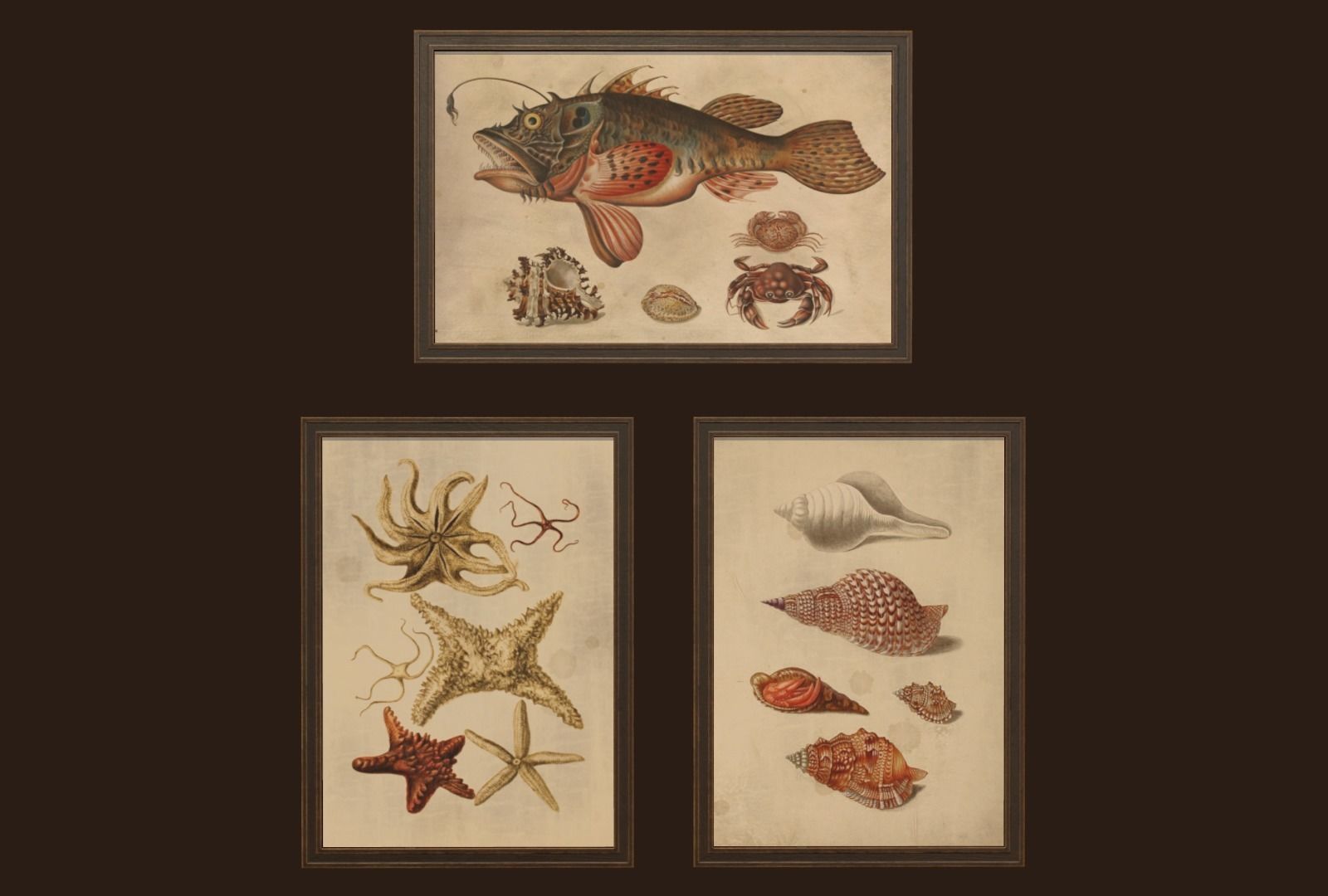 Pictures - PBR Game Ready sea shells in frame Free low-poly 3D model_3