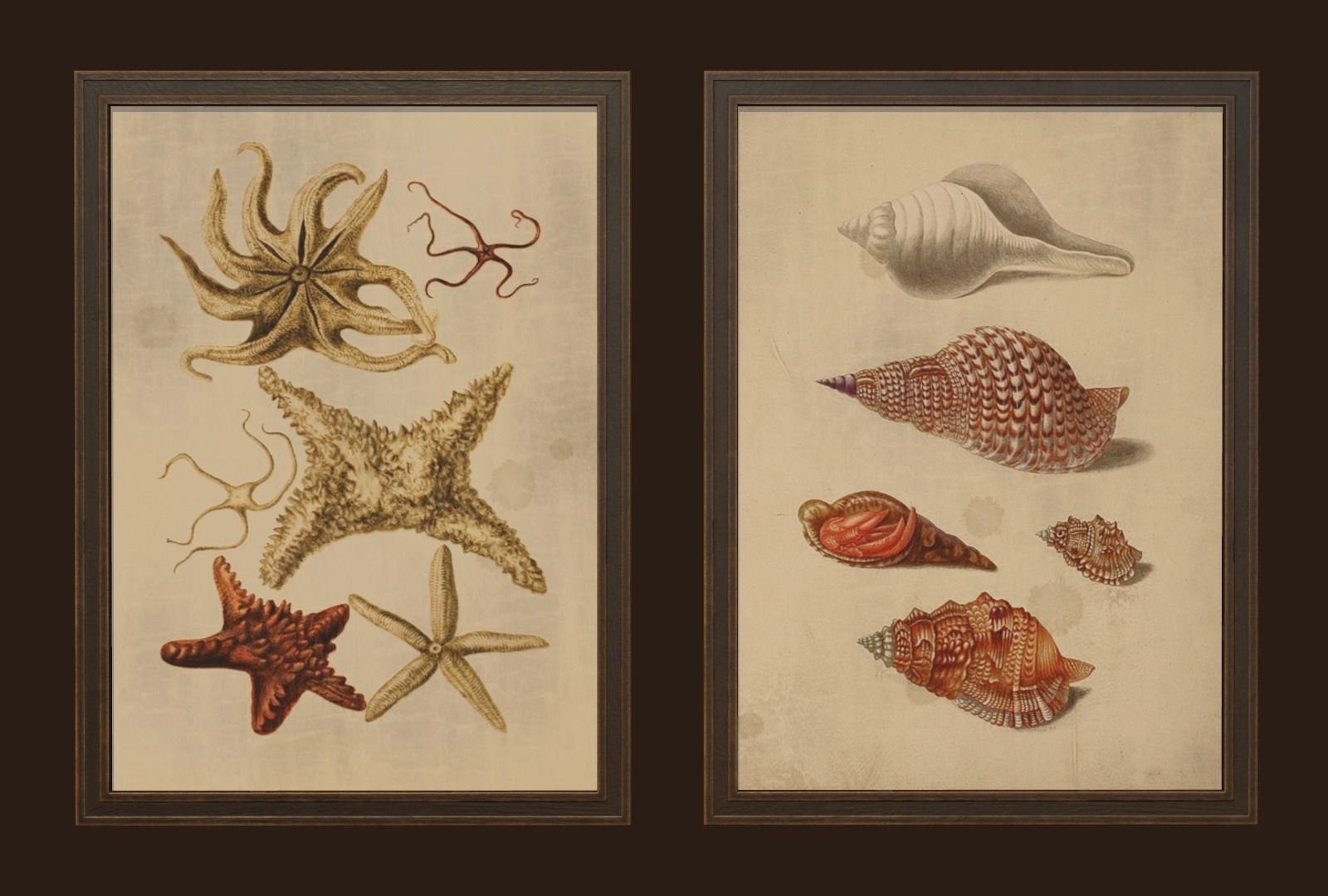 Pictures - PBR Game Ready sea shells in frame Free low-poly 3D model_4