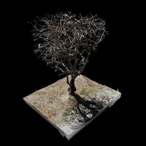 Small Tree 3D model