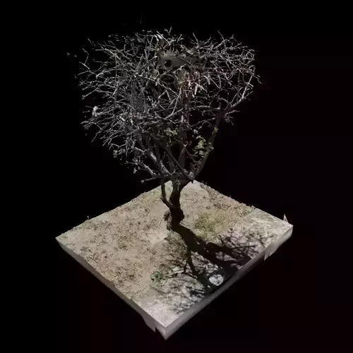 Small Tree