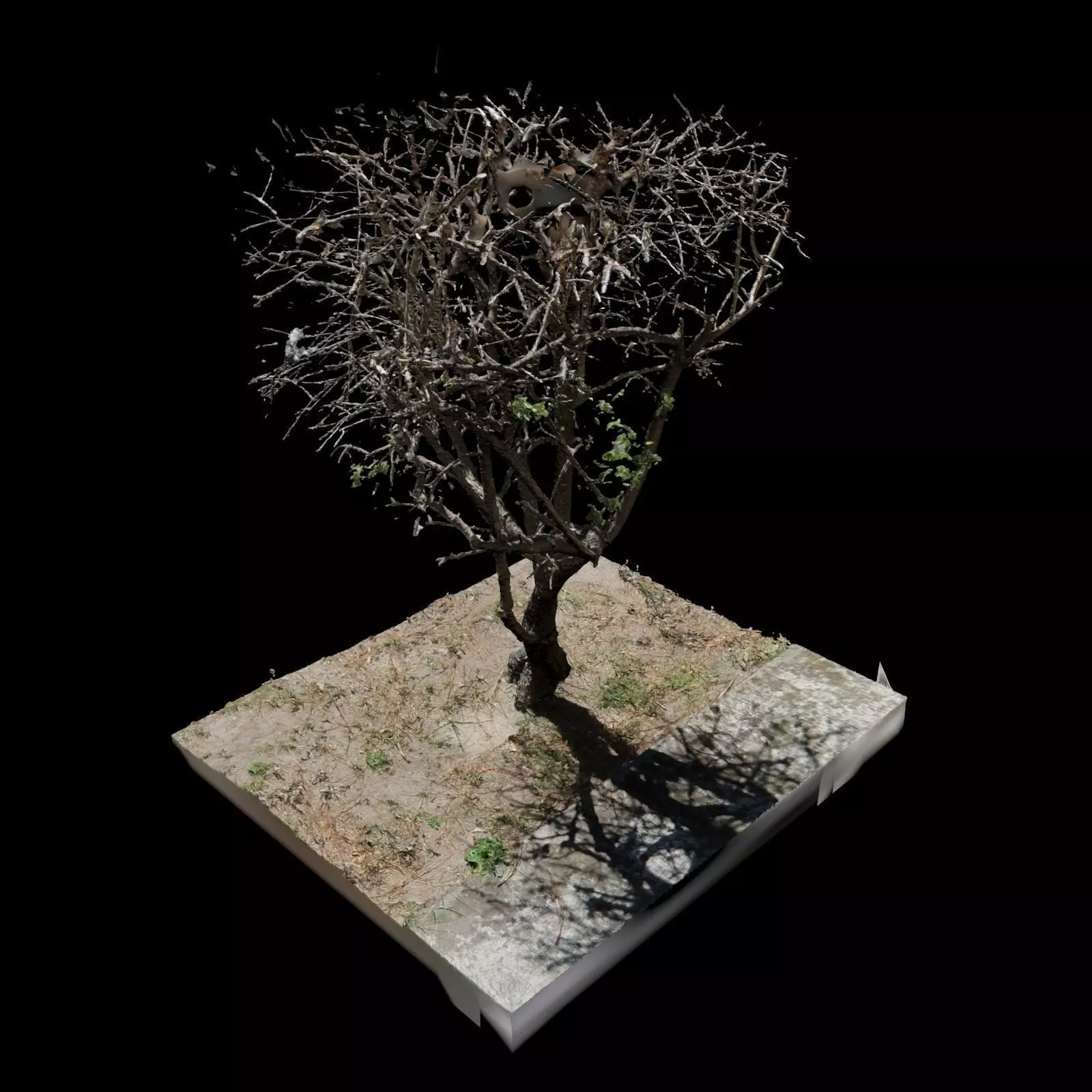 Small Tree 3D model_0