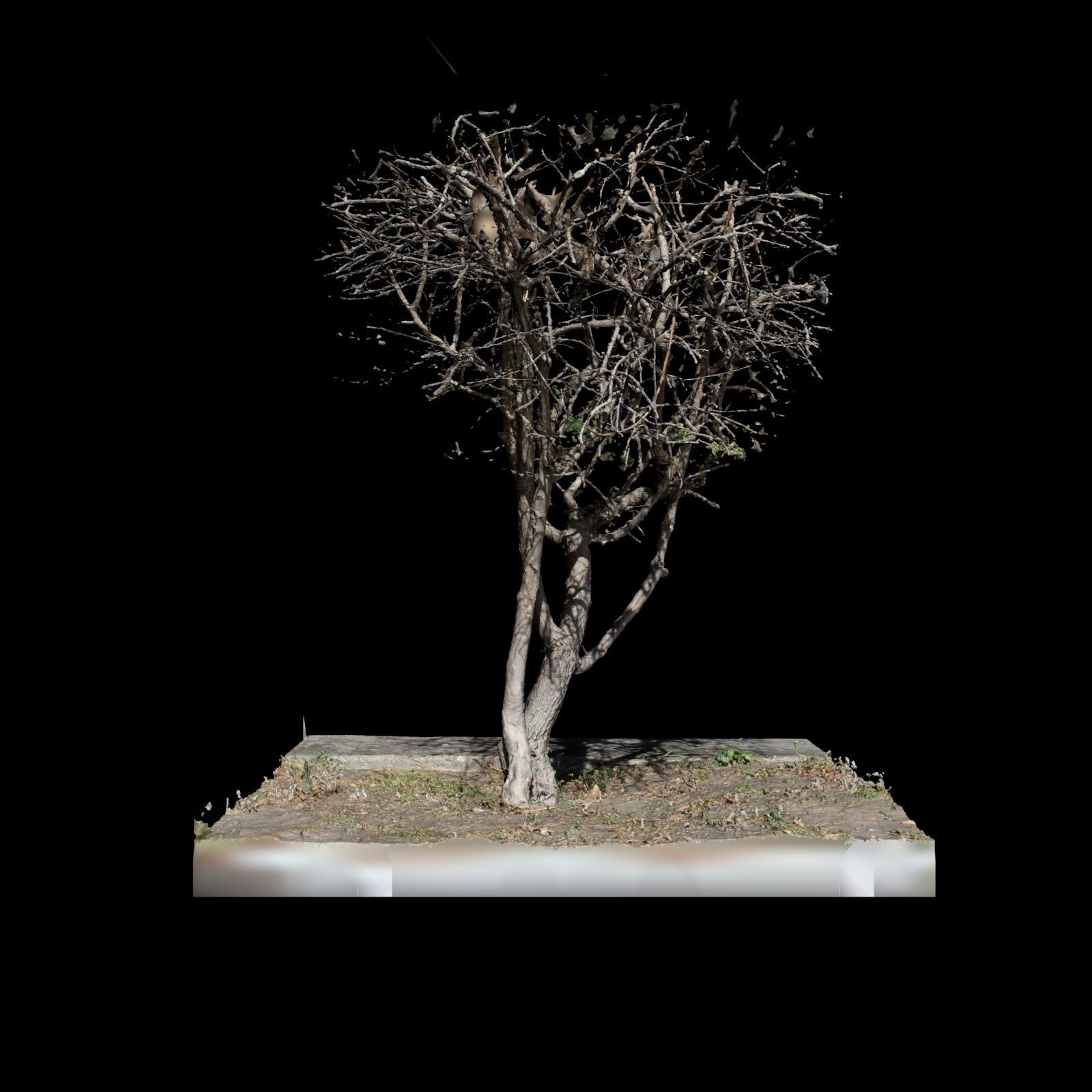 Small Tree 3D model_3