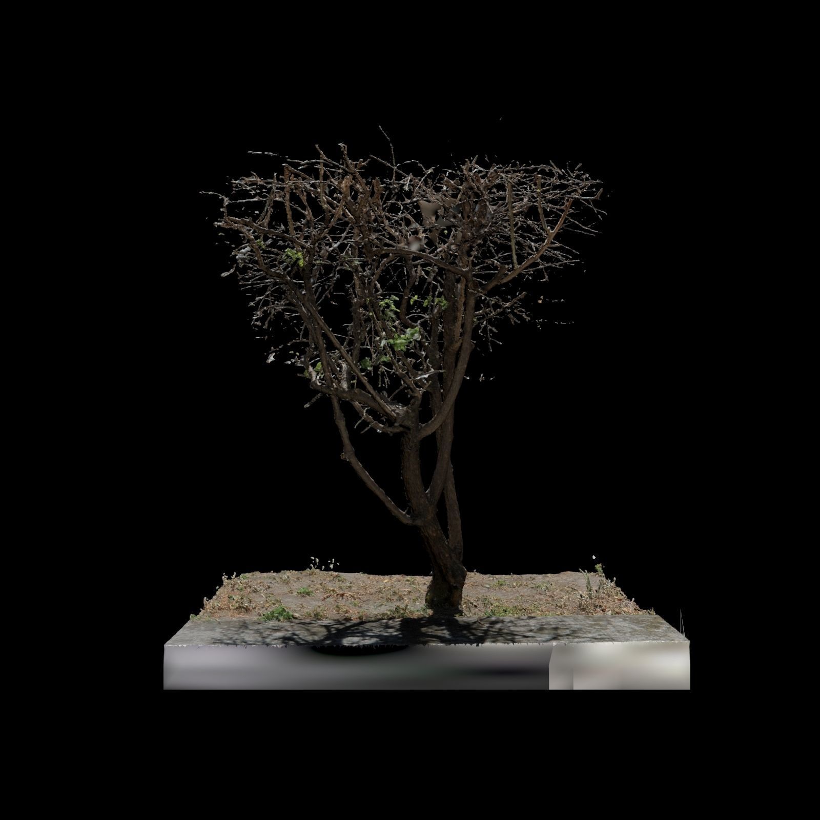 Small Tree 3D model_5