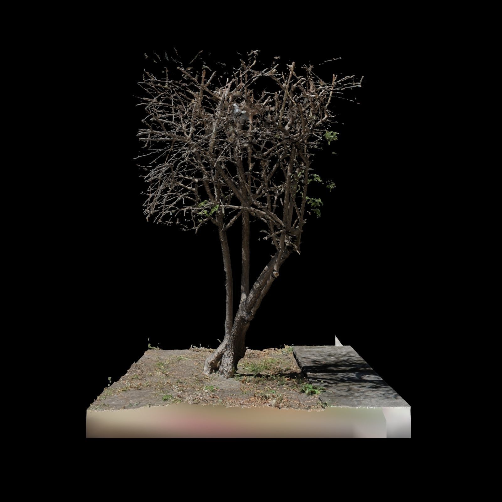 Small Tree 3D model_4