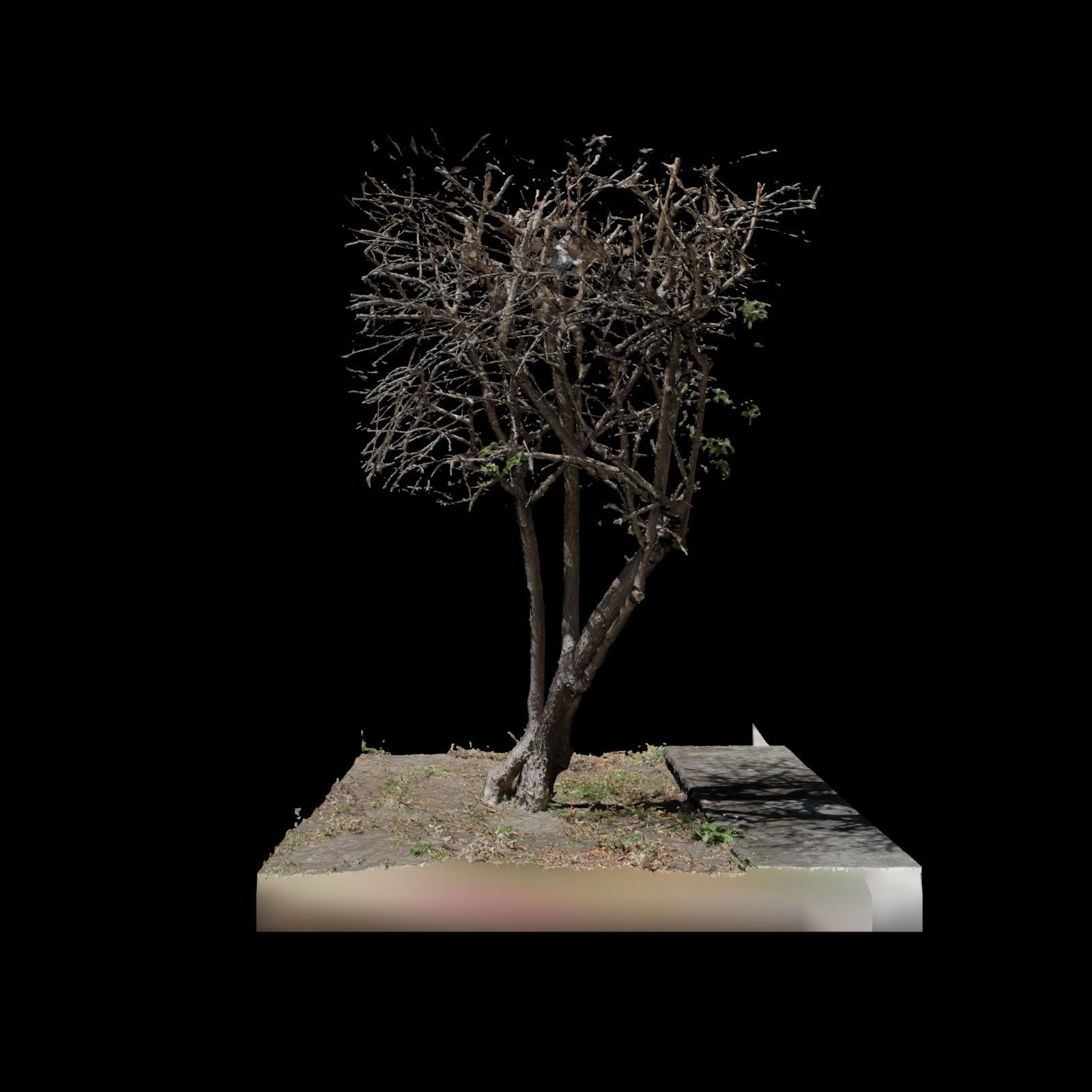 Small Tree 3D model_2