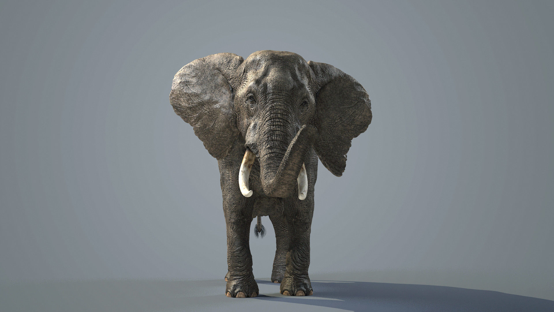 Elephant-Animated-Maya elephant Low-poly 3D model_9