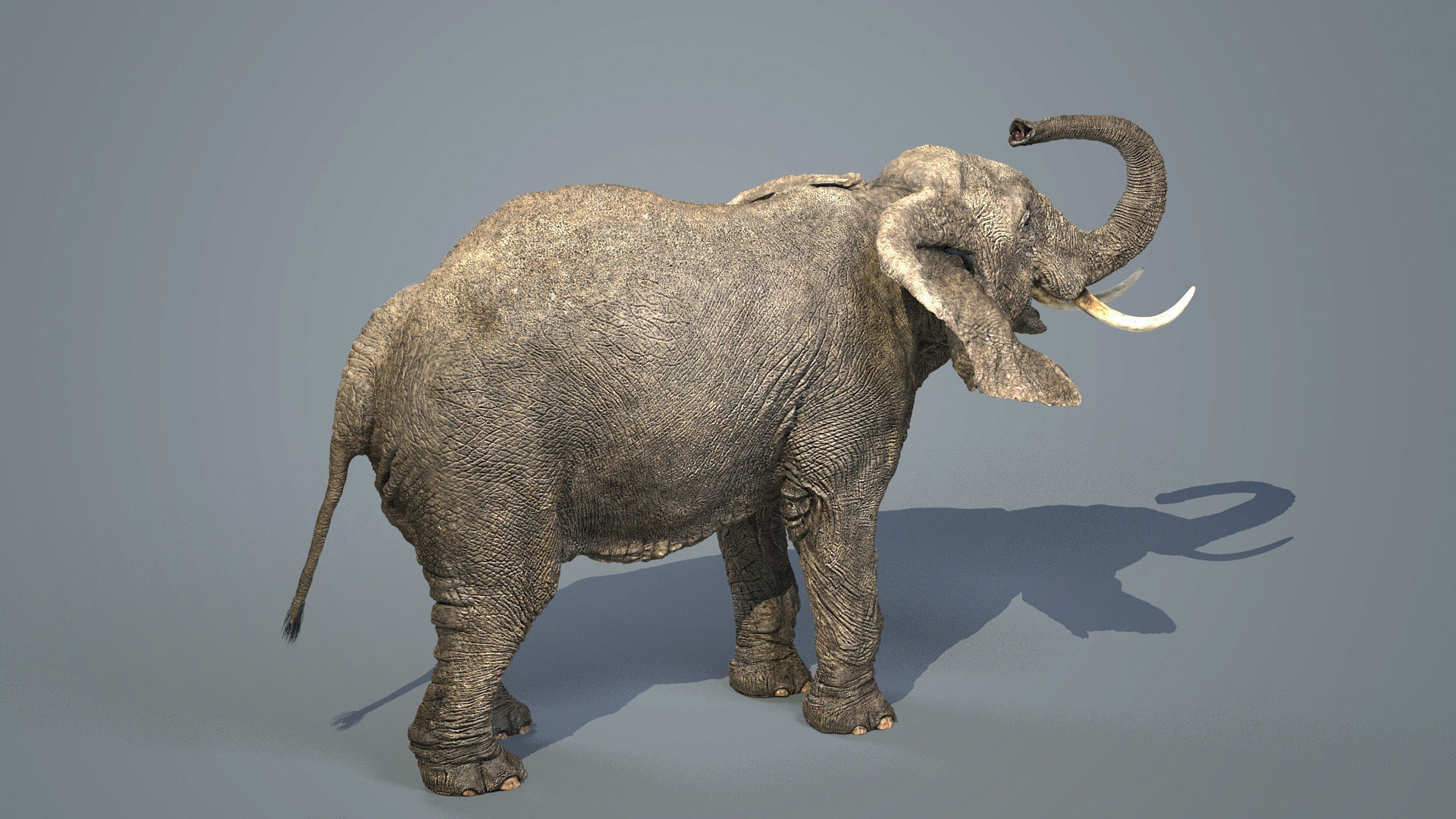 Elephant-Animated-Maya elephant Low-poly 3D model_7