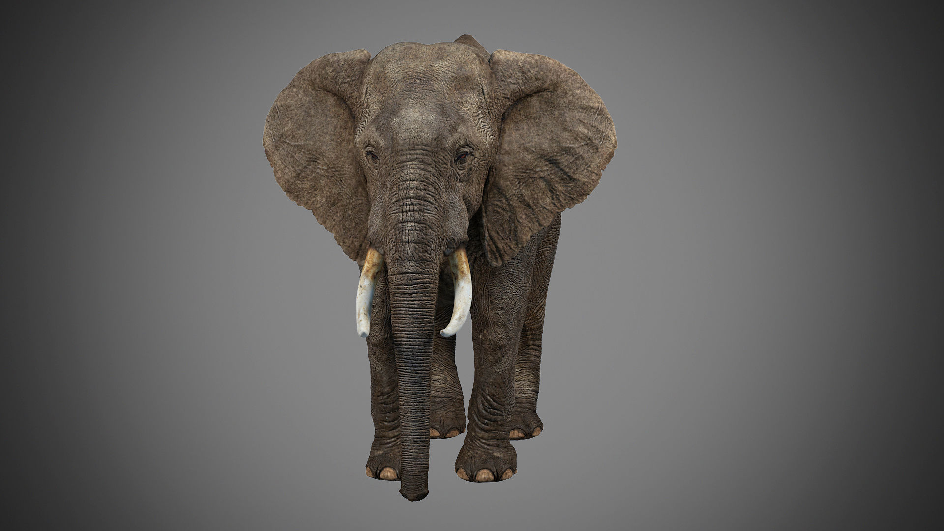Elephant-Animated-Maya elephant Low-poly 3D model_4