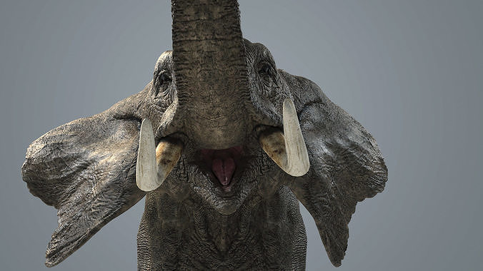 Elephant-Animated-Maya elephant Low-poly 3D model