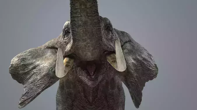 Elephant-Animated-Maya elephant Low-poly 3D model