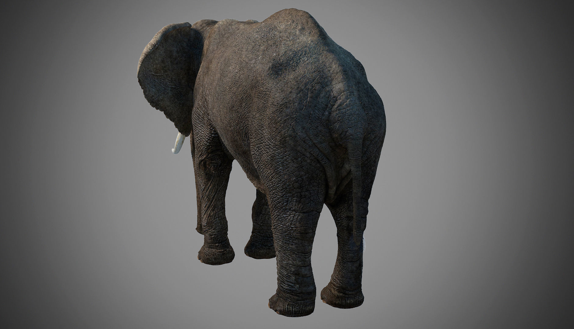 Elephant-Animated-Maya elephant Low-poly 3D model_5