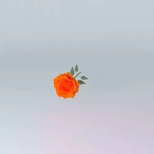 Single Rose Flower