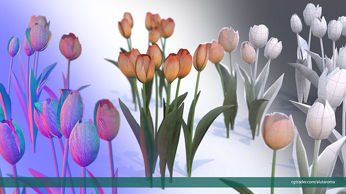 Tulips very LOW POLY detailed textures 63 variations Low-poly 3D model