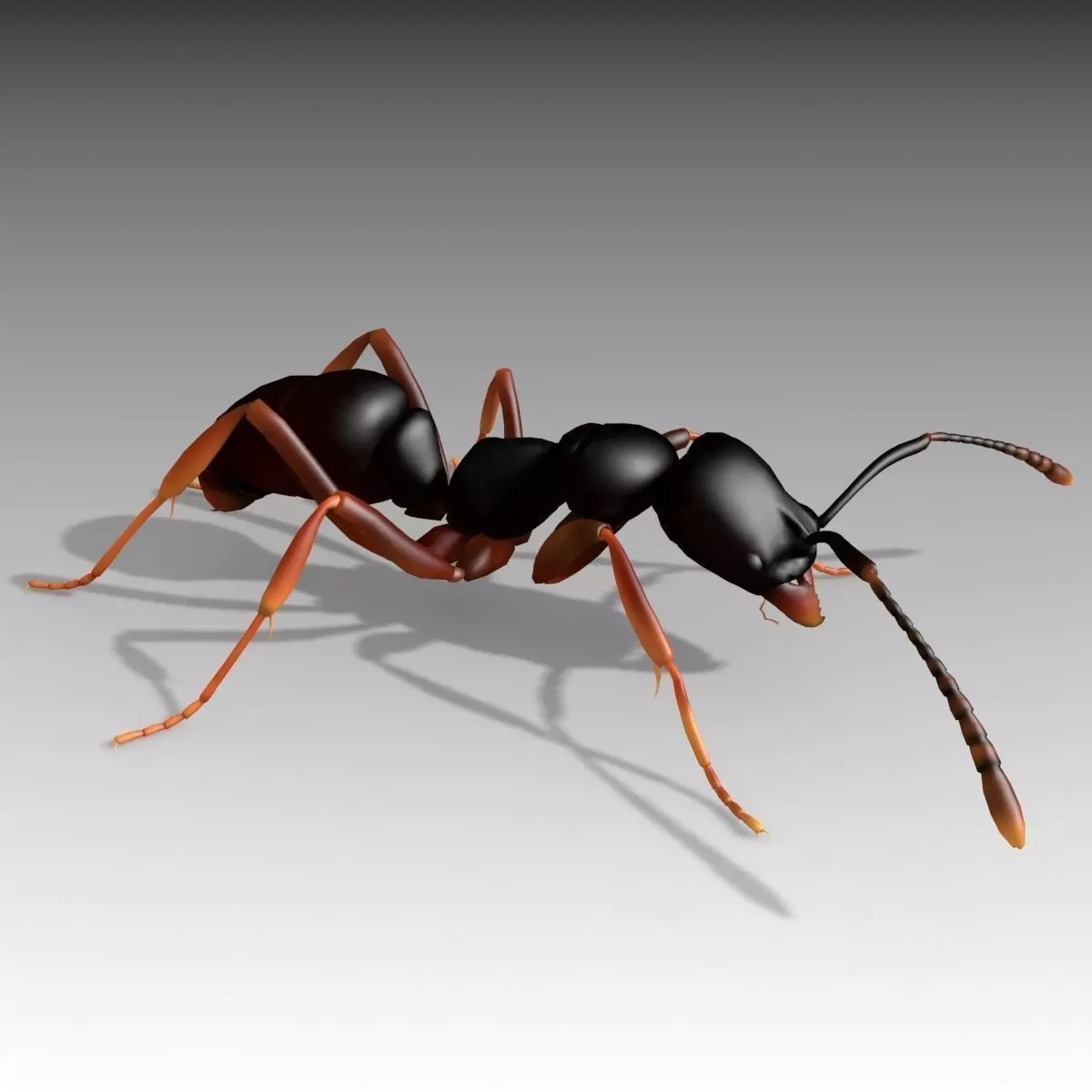 Asian needle ant Low-poly 3D model_0