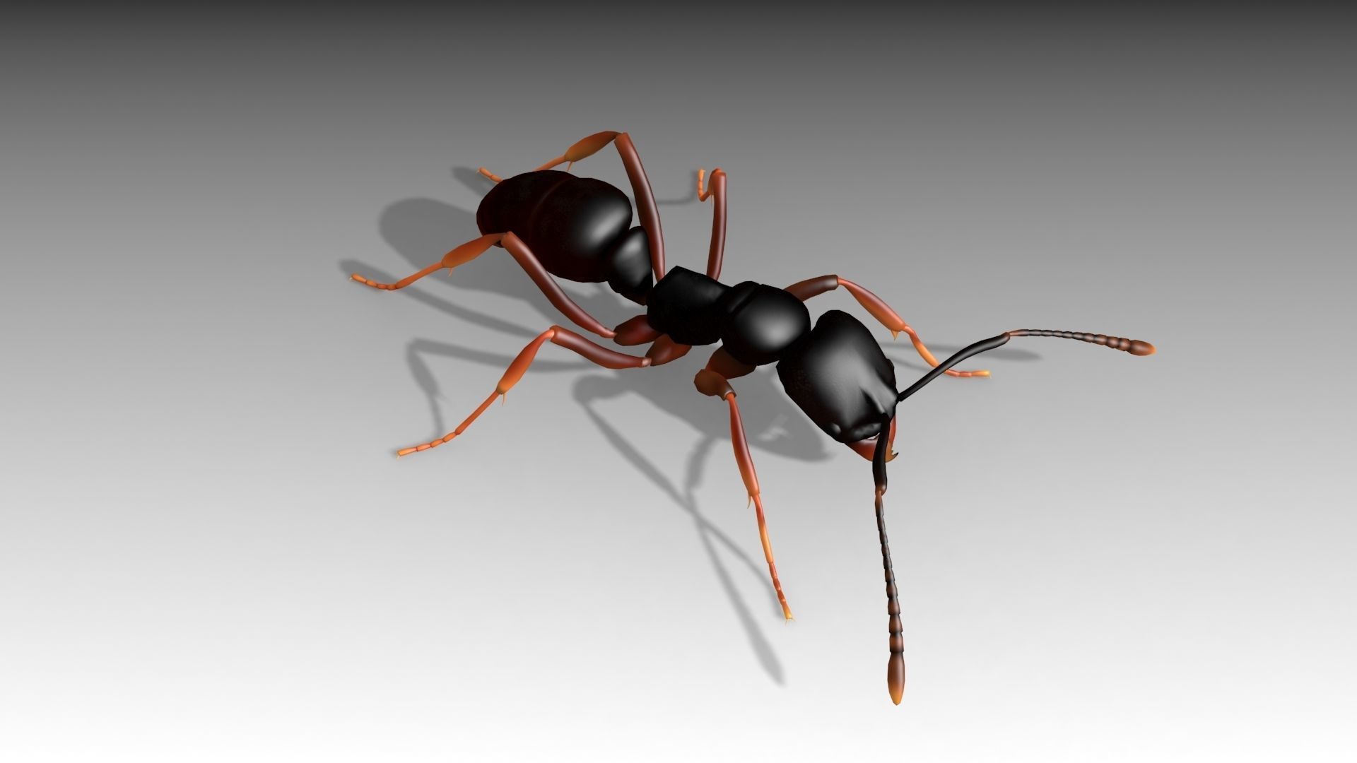 Asian needle ant Low-poly 3D model_4