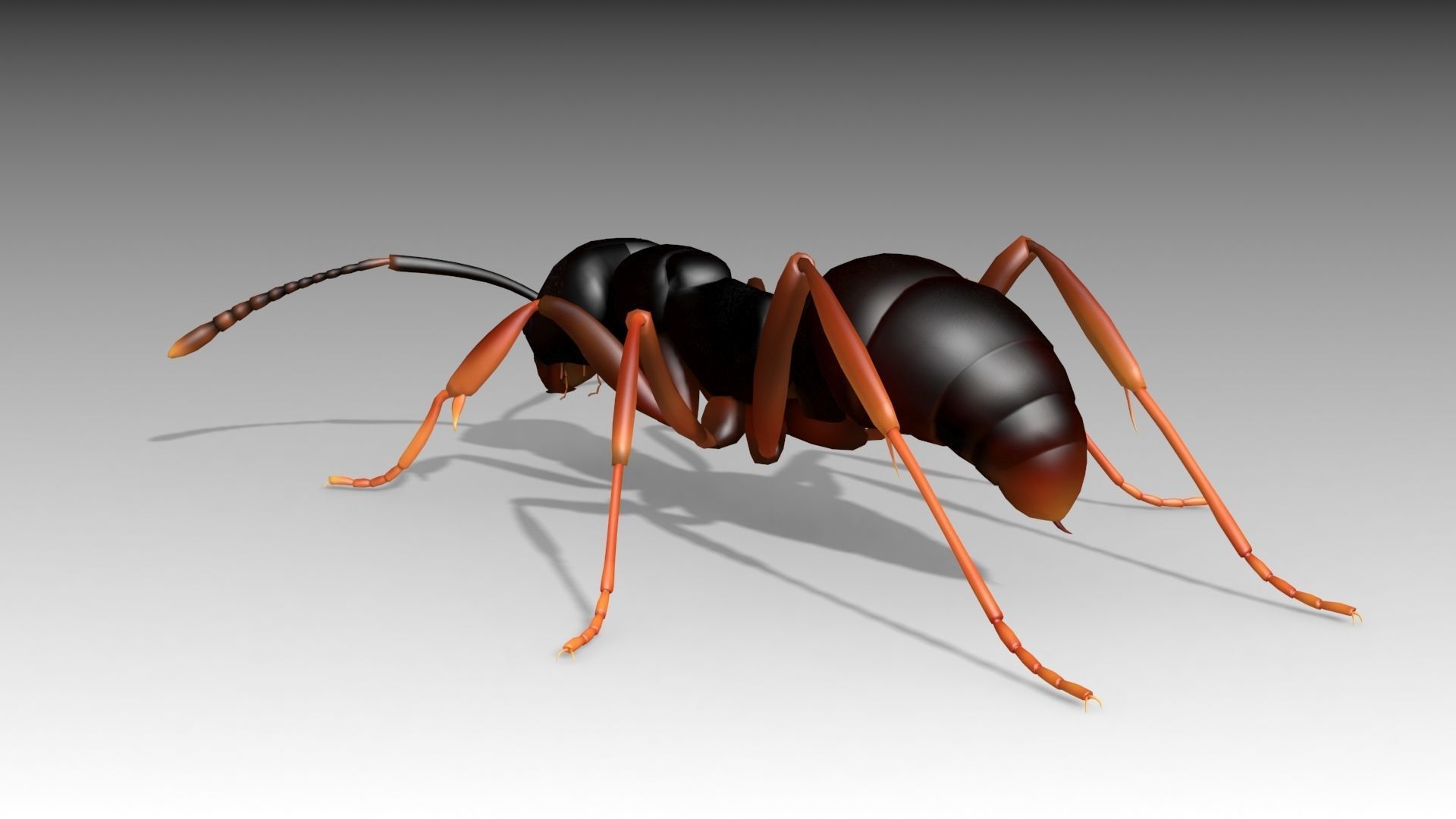 Asian needle ant Low-poly 3D model_3