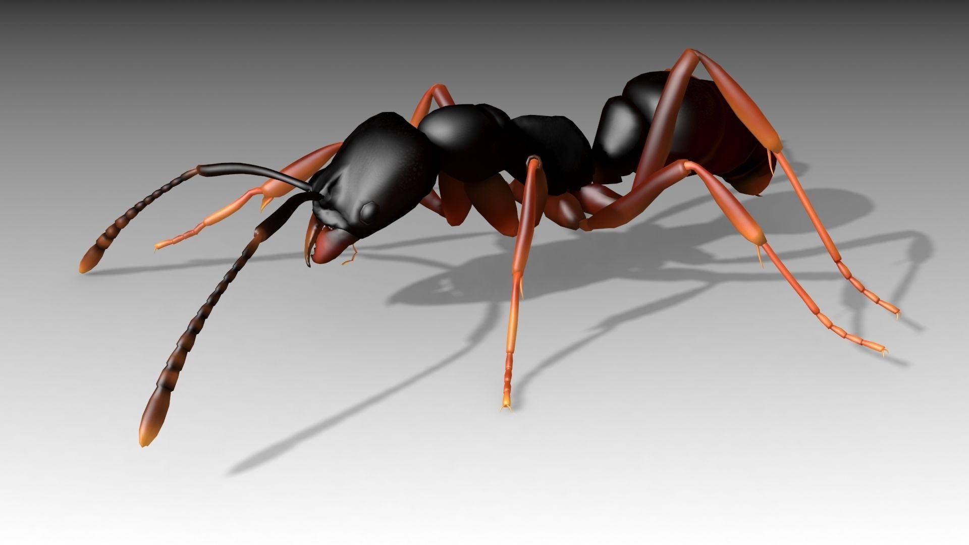 Asian needle ant Low-poly 3D model_5