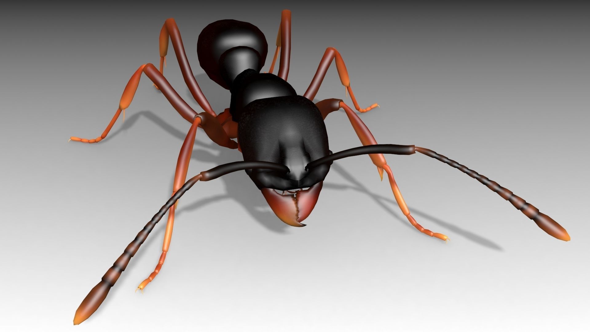 Asian needle ant Low-poly 3D model_6
