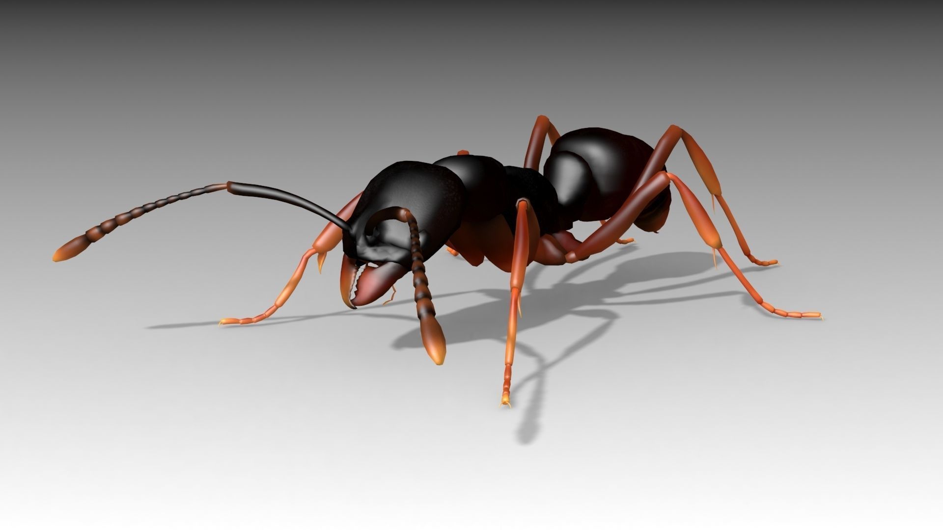 Asian needle ant Low-poly 3D model_2