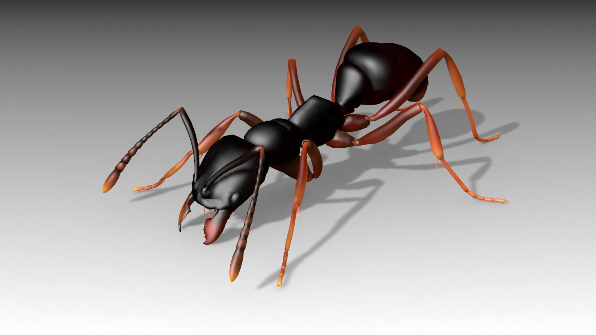 Asian needle ant Low-poly 3D model_7